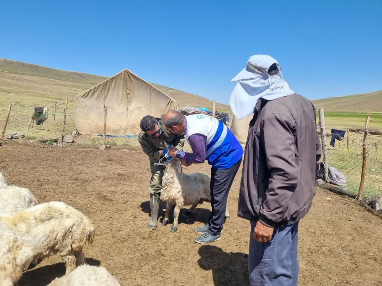 برگزاری اردوهای جهادی گروه جهادی شبکه دامپزشکی و بسیج جامعه کشاورزی